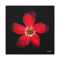 Passion in Bloom - 16X16
