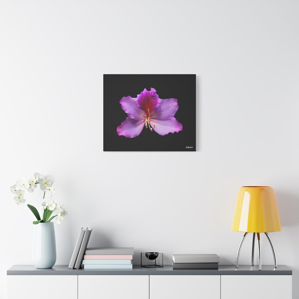 Listening Petals - 24X20
