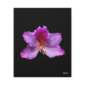 Listening Petals - 20X24