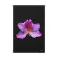 Listening Petals - 24X36