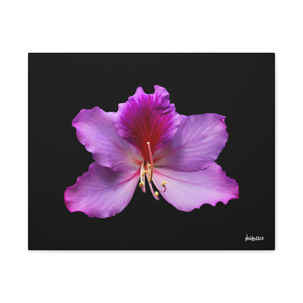 Listening Petals - 20X16