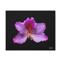 Listening Petals - 20X16