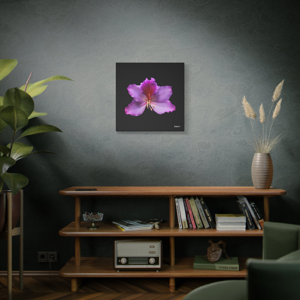 Listening Petals - 24X24