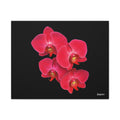 Legacy in Bloom - 20X16