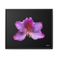 Listening Petals Framed - 24X20