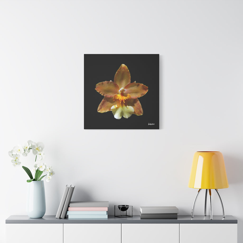 Golden Harmony - 24X24