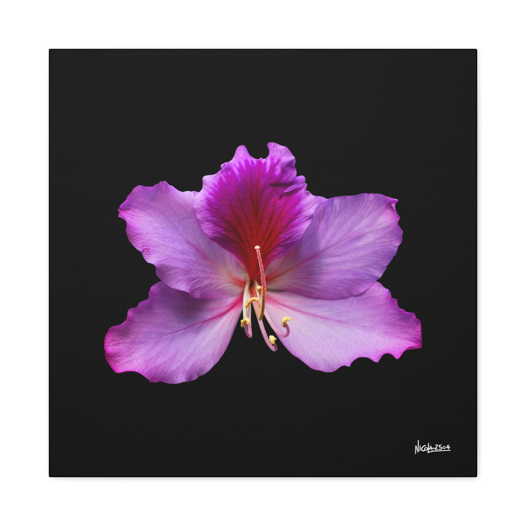 Listening Petals - 24X24