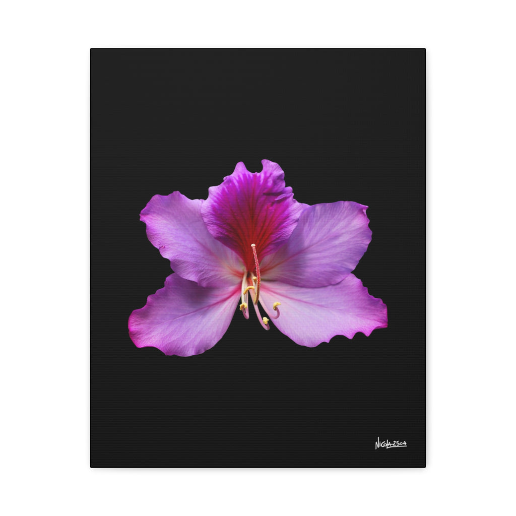 Listening Petals - 16X20