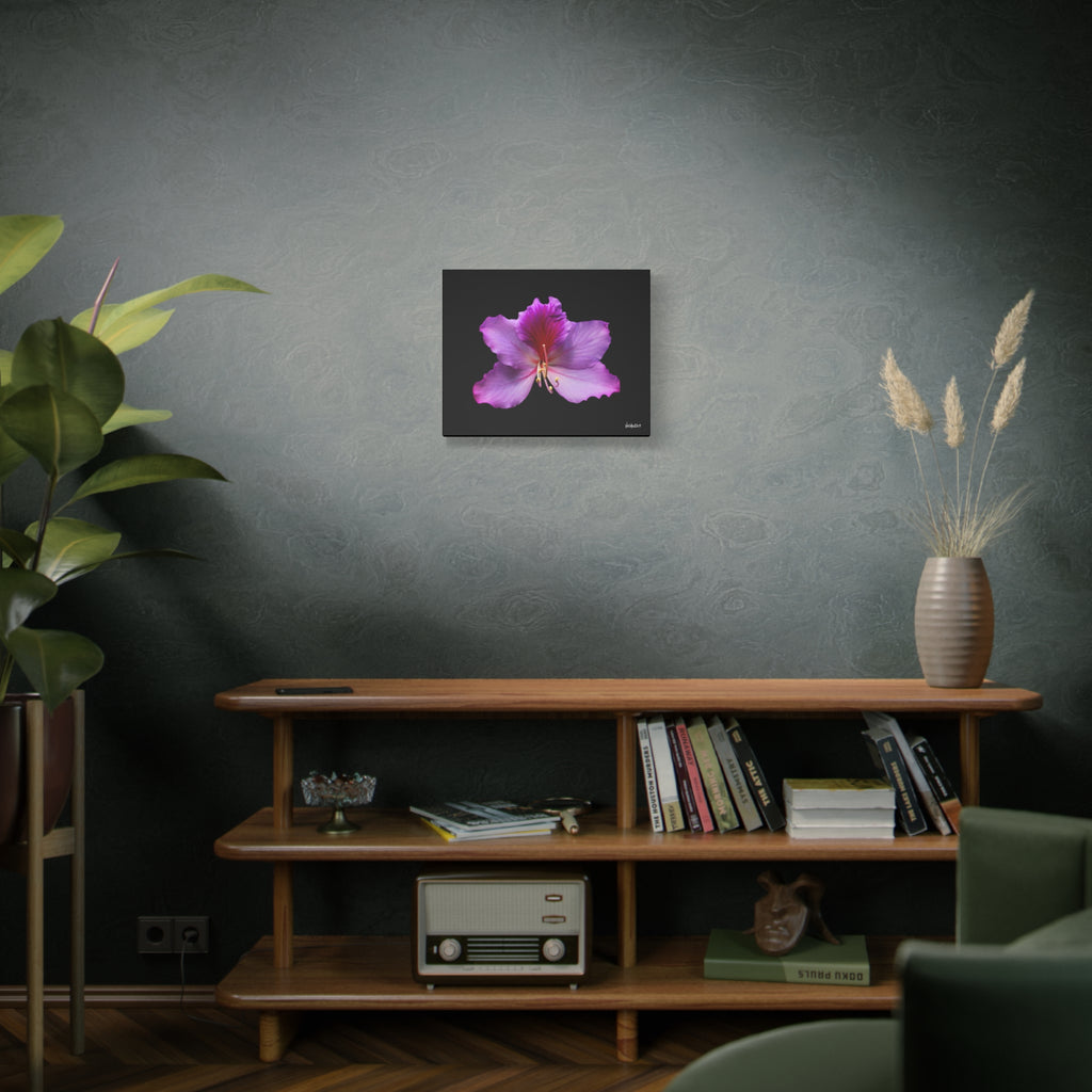 Listening Petals - 20X16