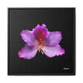 Listening Petals Framed - 24X24