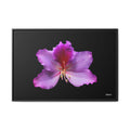 Listening Petals Framed - 36X24