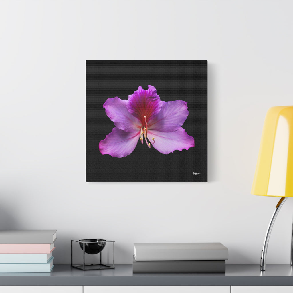 Listening Petals - 16X16
