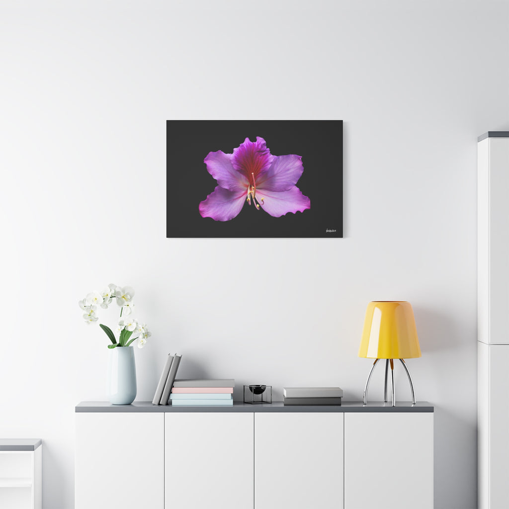 Listening Petals - 36X24