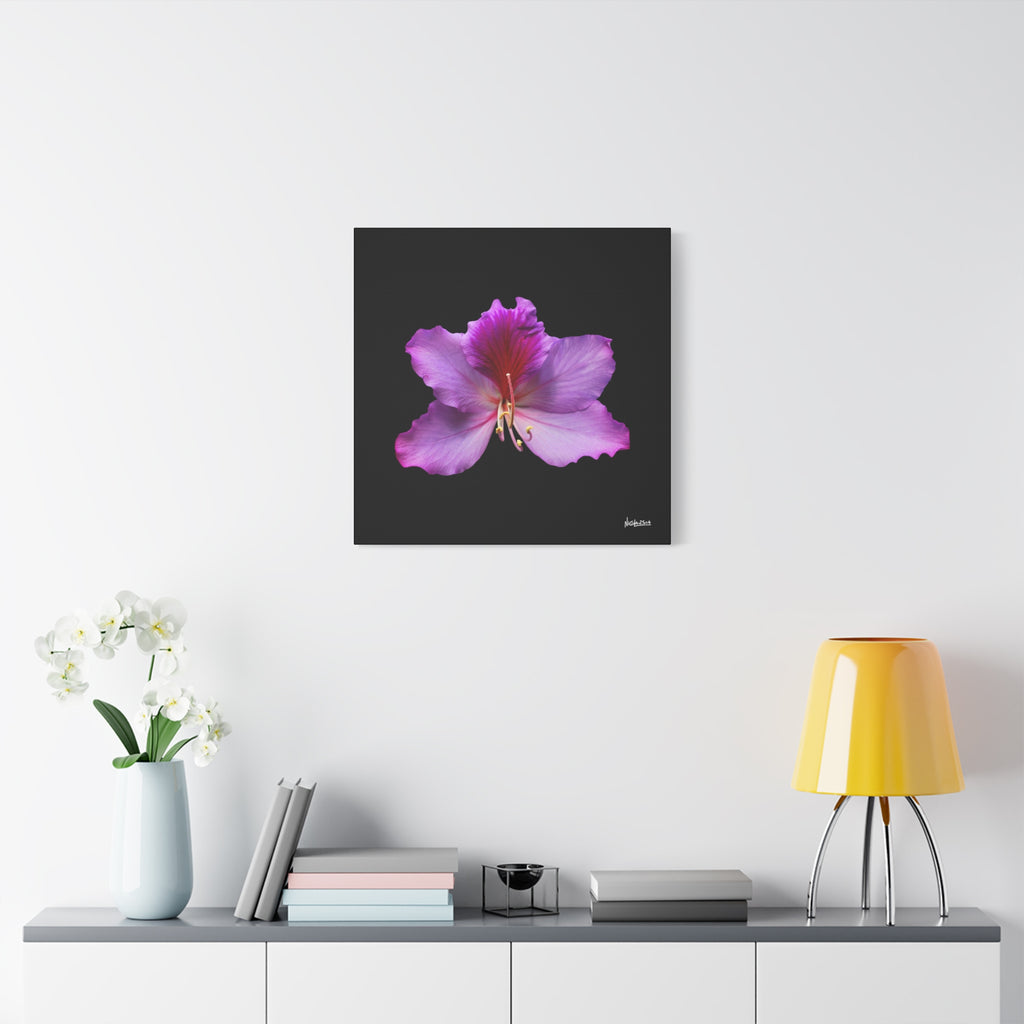 Listening Petals - 24X24