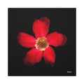 Passion in Bloom - 30X30