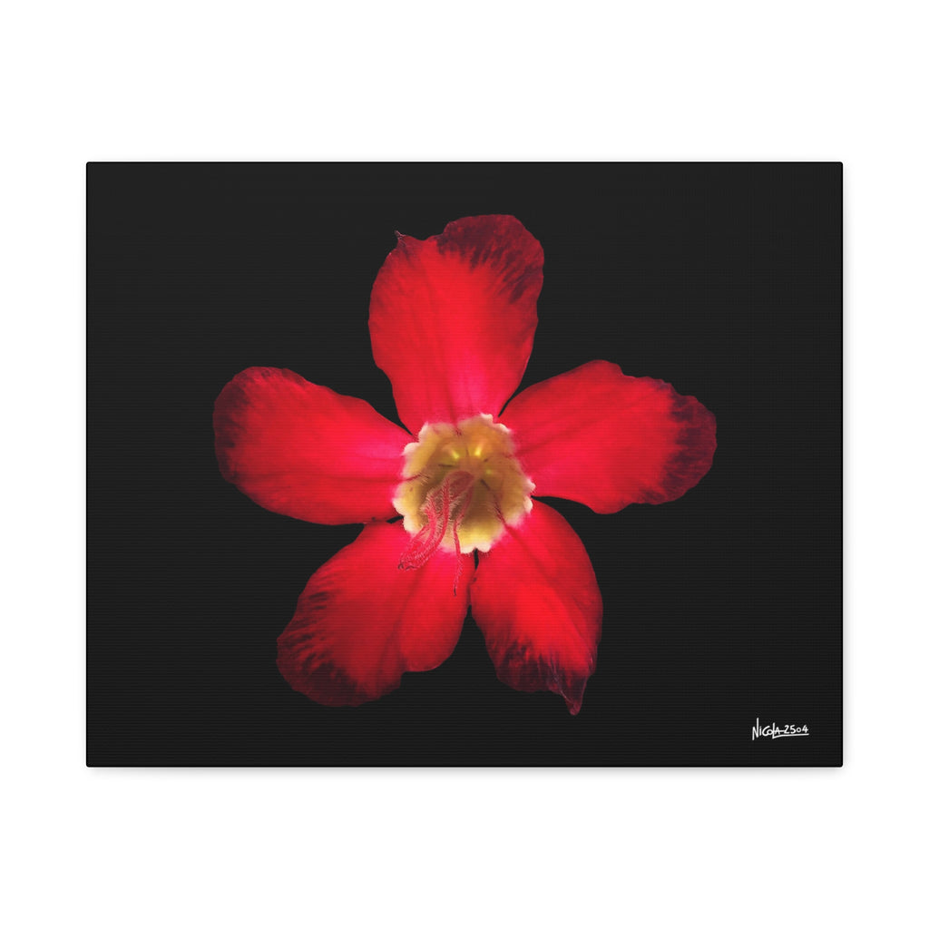 Passion in Bloom - 20X16