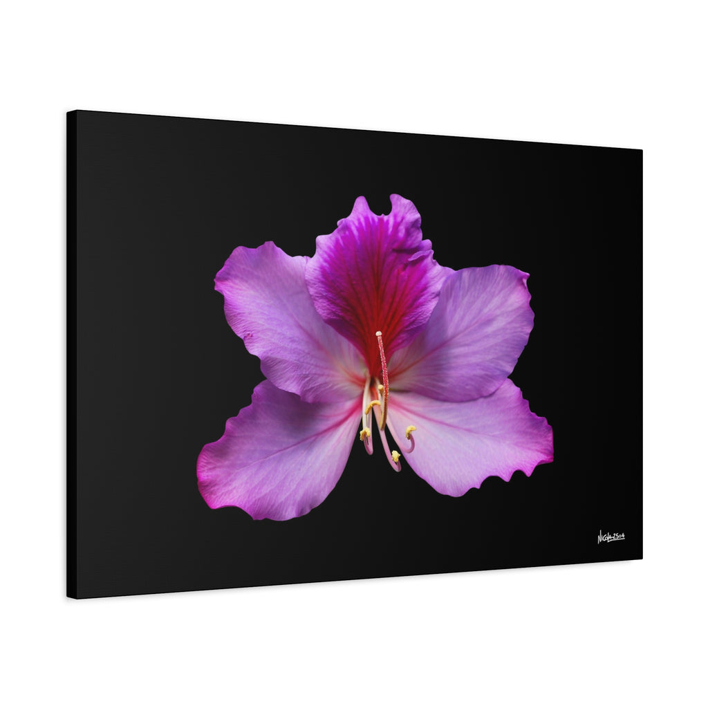 Listening Petals - 36X24