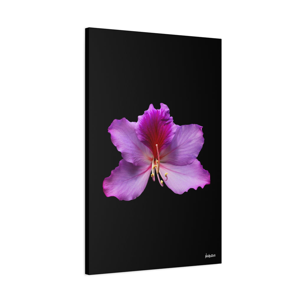 Listening Petals - 24X36