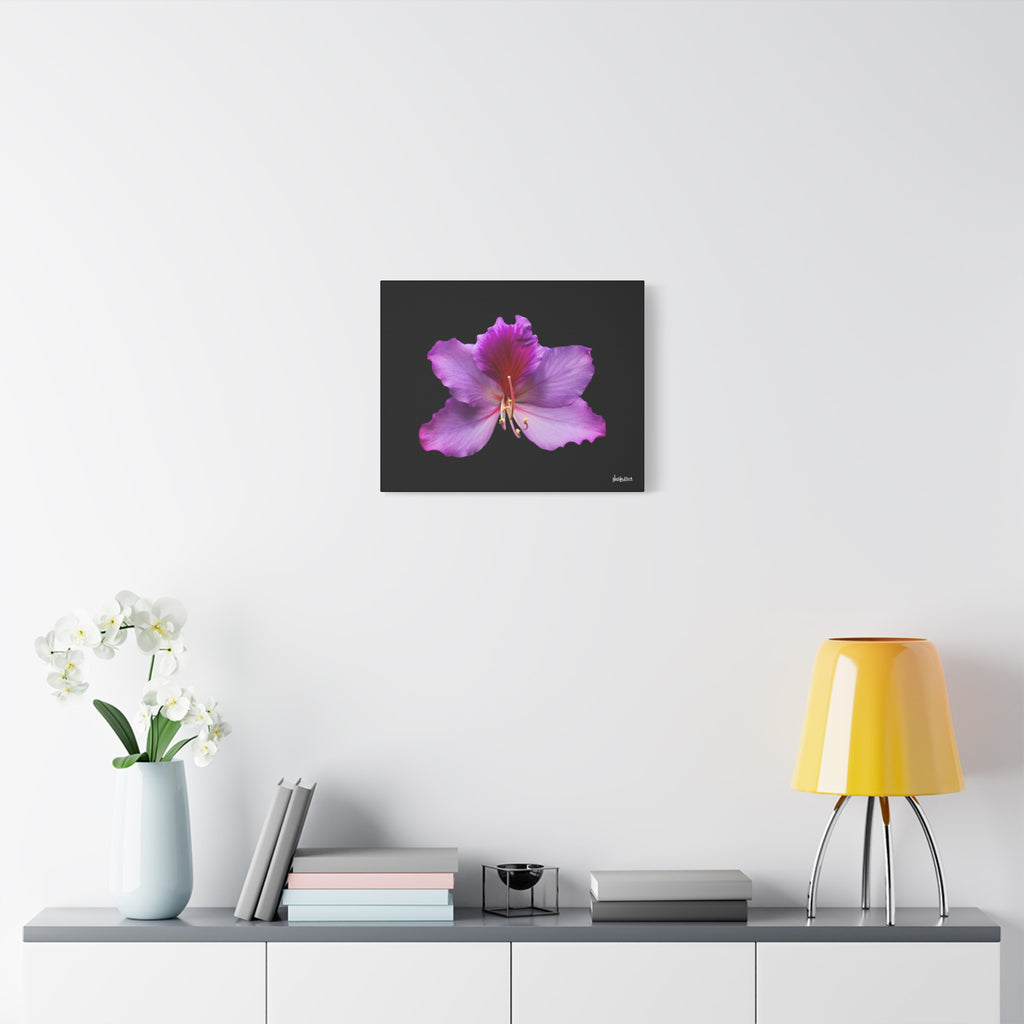 Listening Petals - 20X16