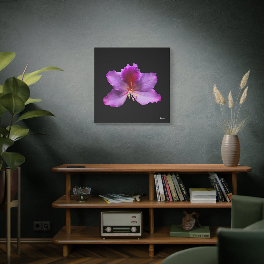 Listening Petals - 30X30