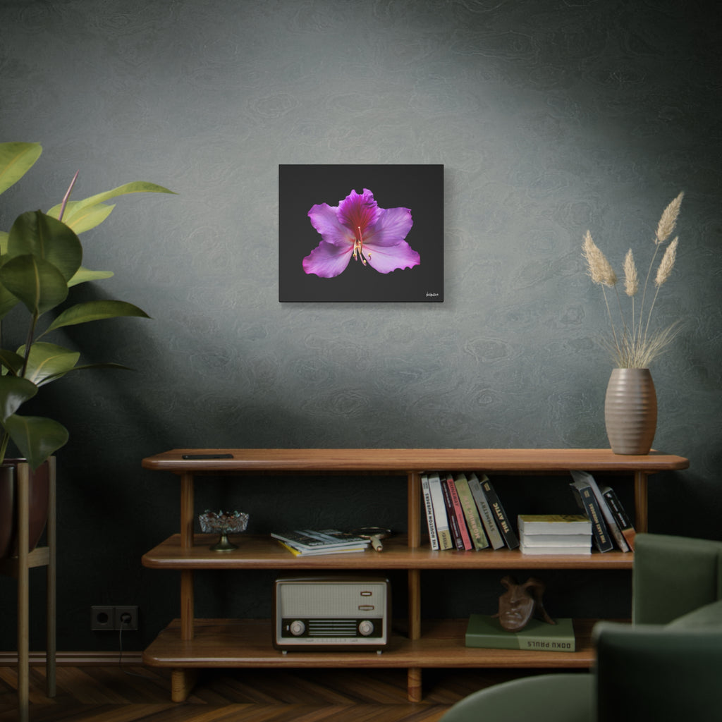 Listening Petals - 24X20
