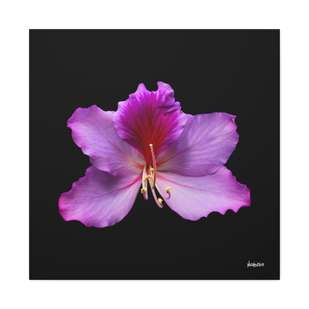 Listening Petals - 30X30