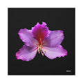Listening Petals - 30X30