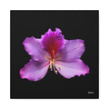 Listening Petals - 16X16