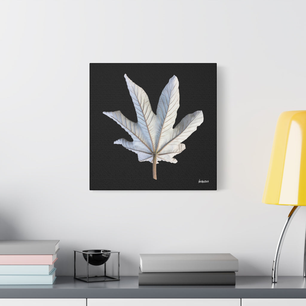 Ivory Solitude - 16X16