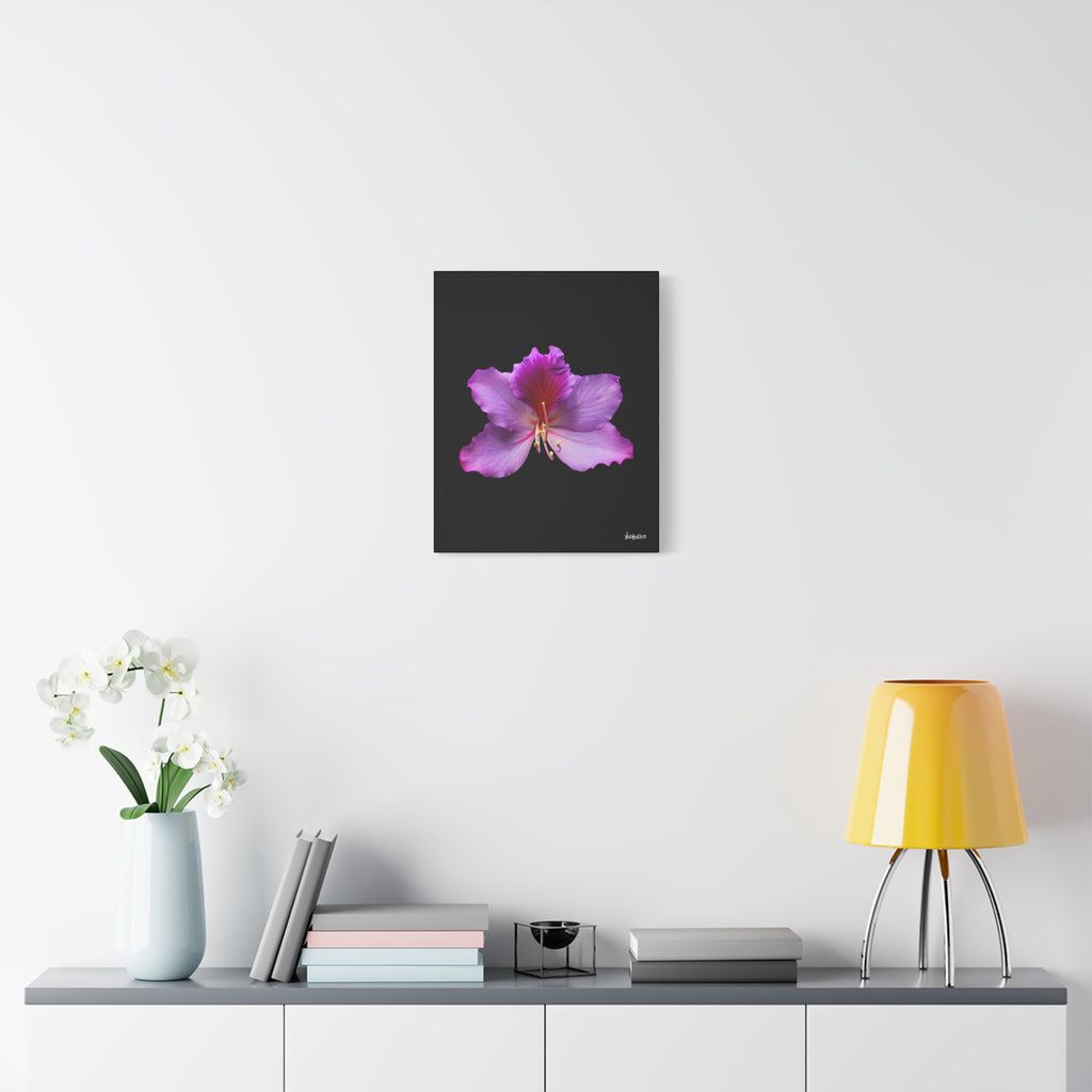 Listening Petals - 16X20