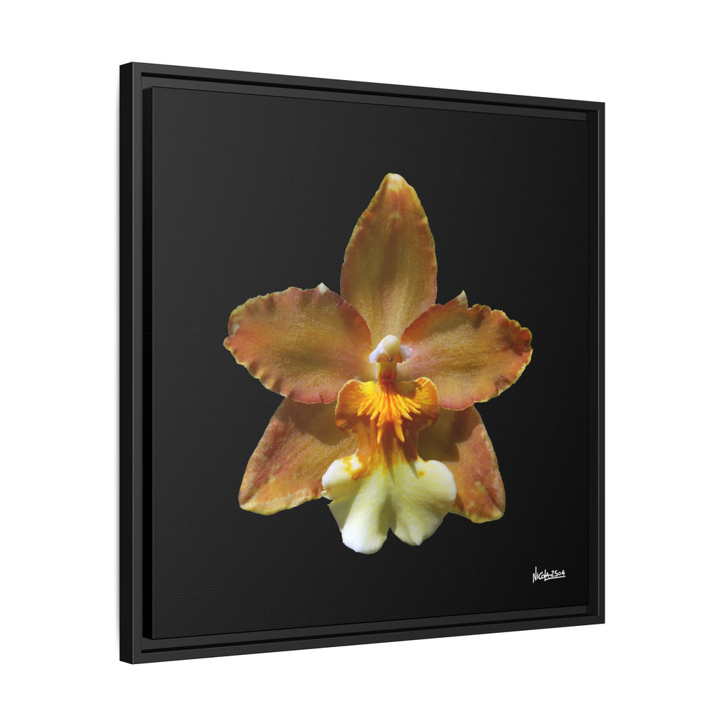 Golden Harmony Framed - 24X24