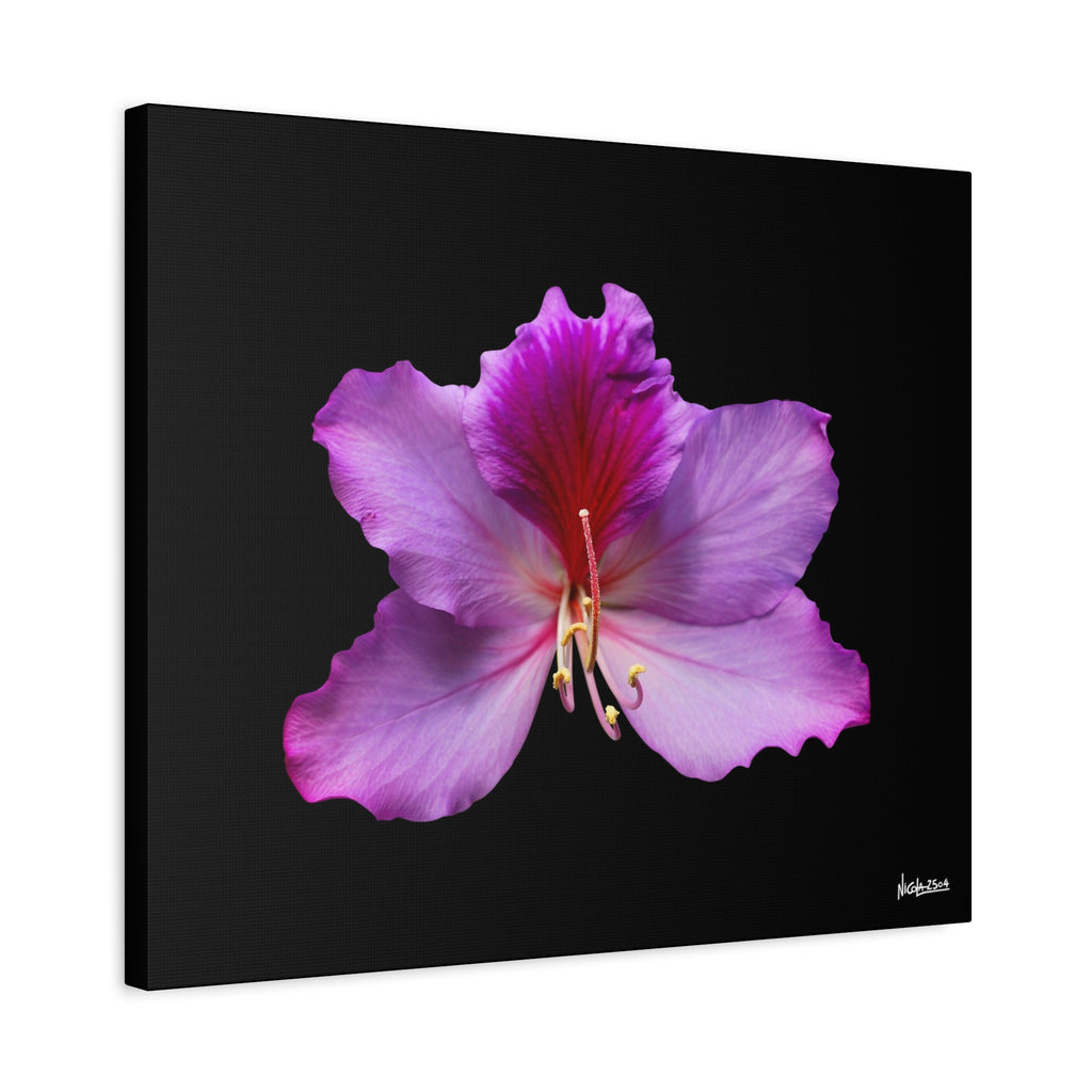 Listening Petals - 24X20
