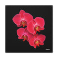 Legacy in Bloom - 16X16