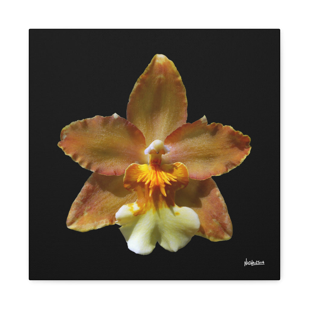 Golden Harmony - 16X16