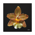 Golden Harmony - 16X16