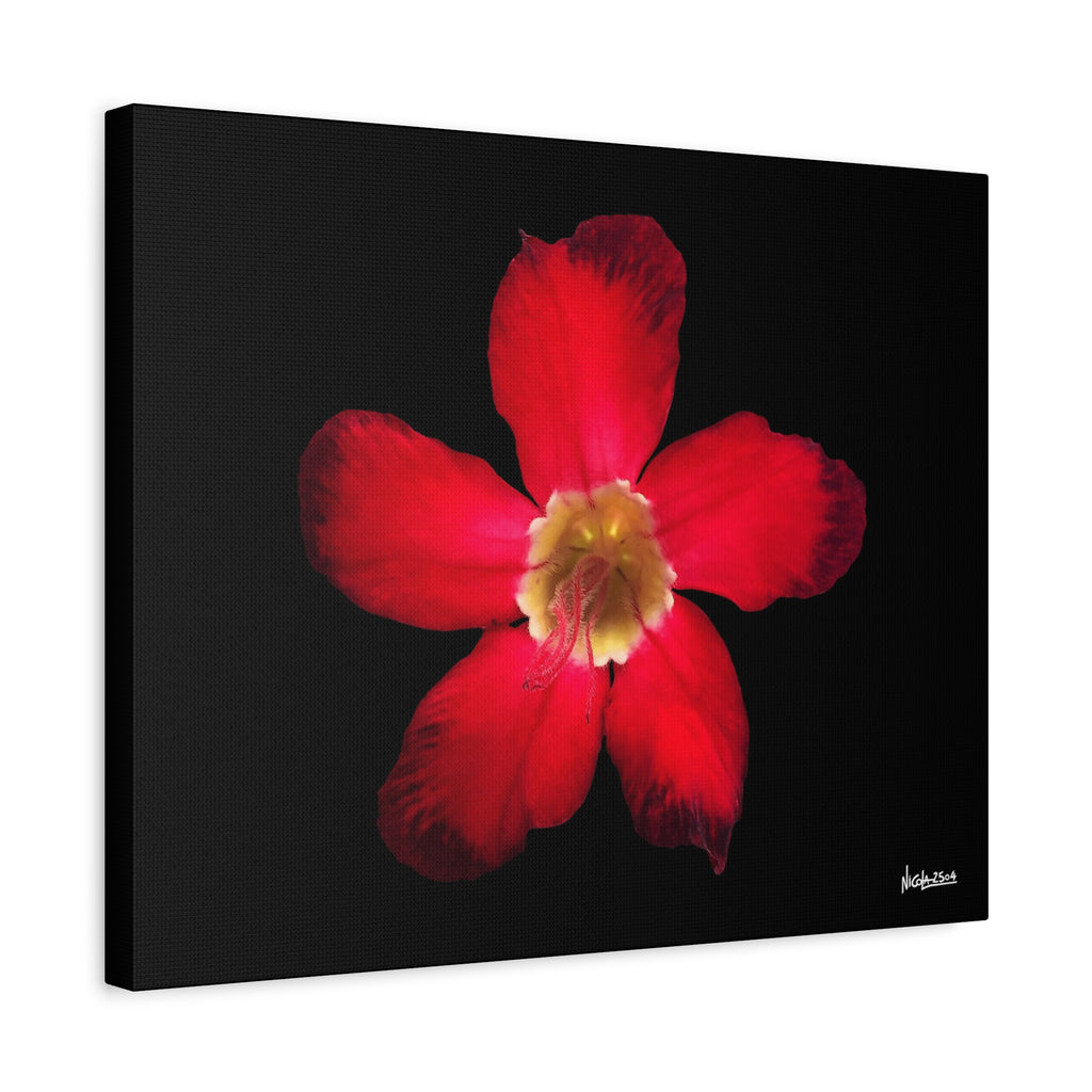 Passion in Bloom - 20X16