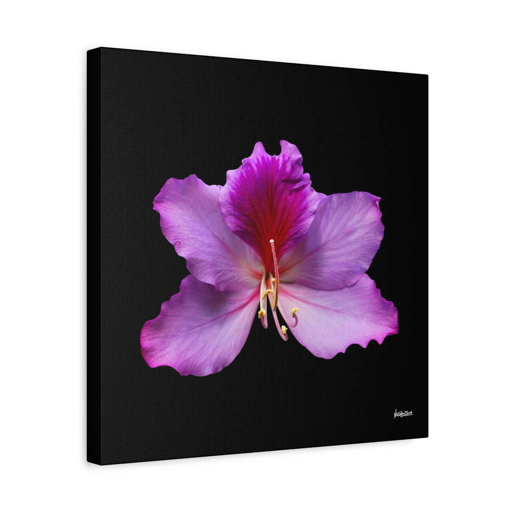 Listening Petals - 16X16
