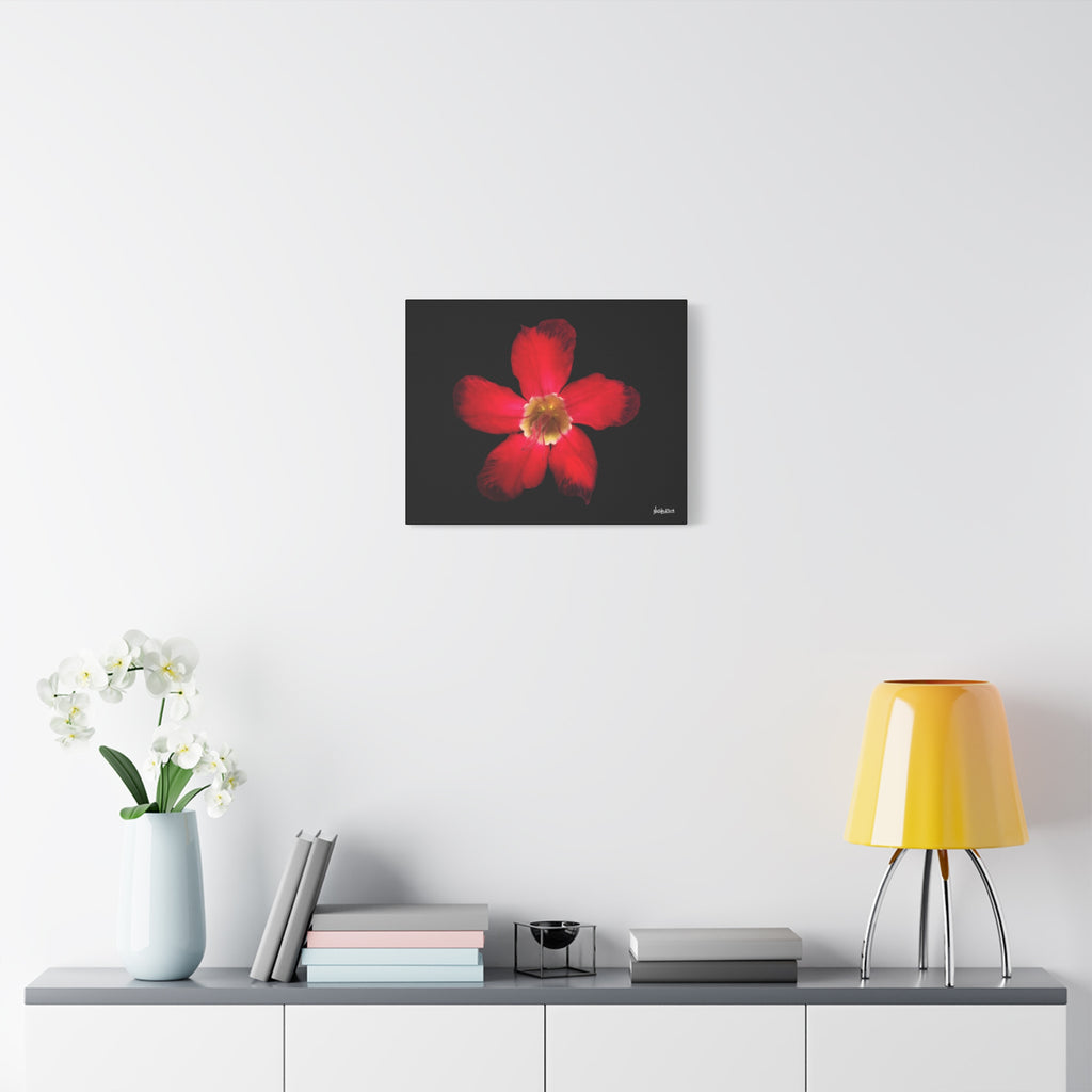 Passion in Bloom - 20X16