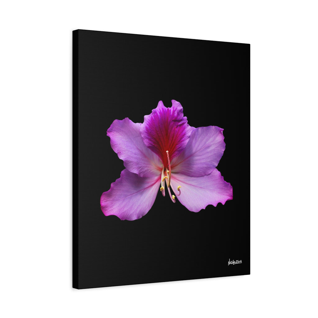 Listening Petals - 20X24