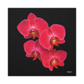 Legacy in Bloom - 30X30