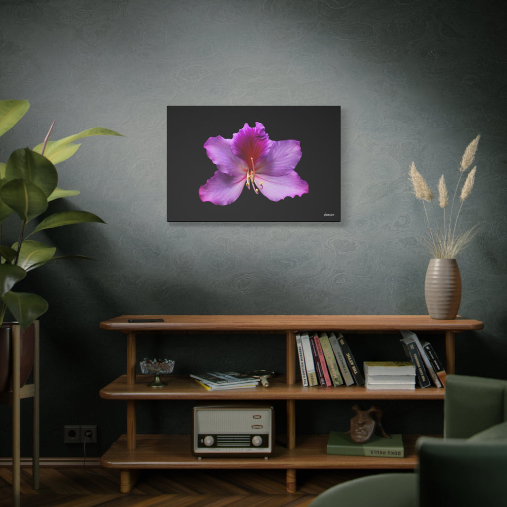 Listening Petals - 36X24