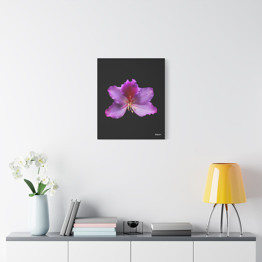 Listening Petals - 20X24