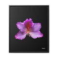 Listening Petals Framed - 20X24