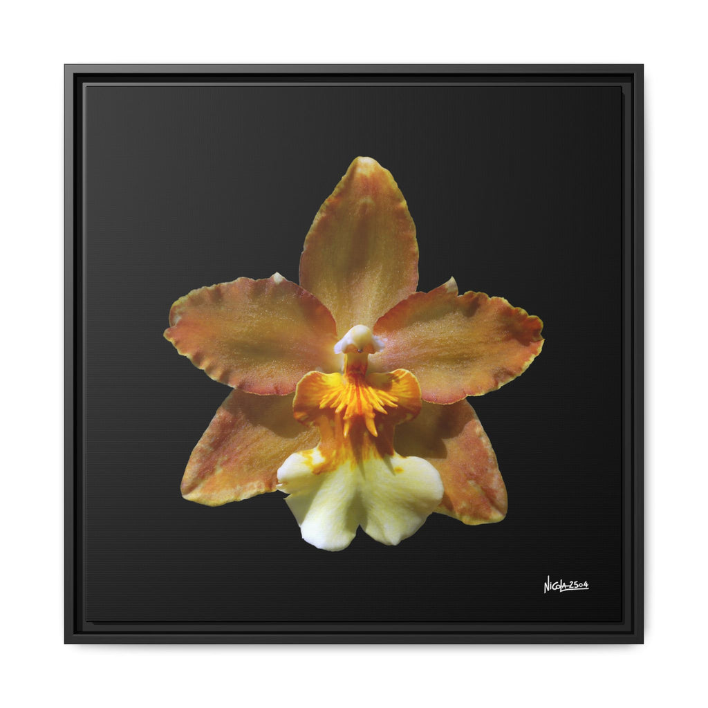 Golden Harmony Framed - 24X24