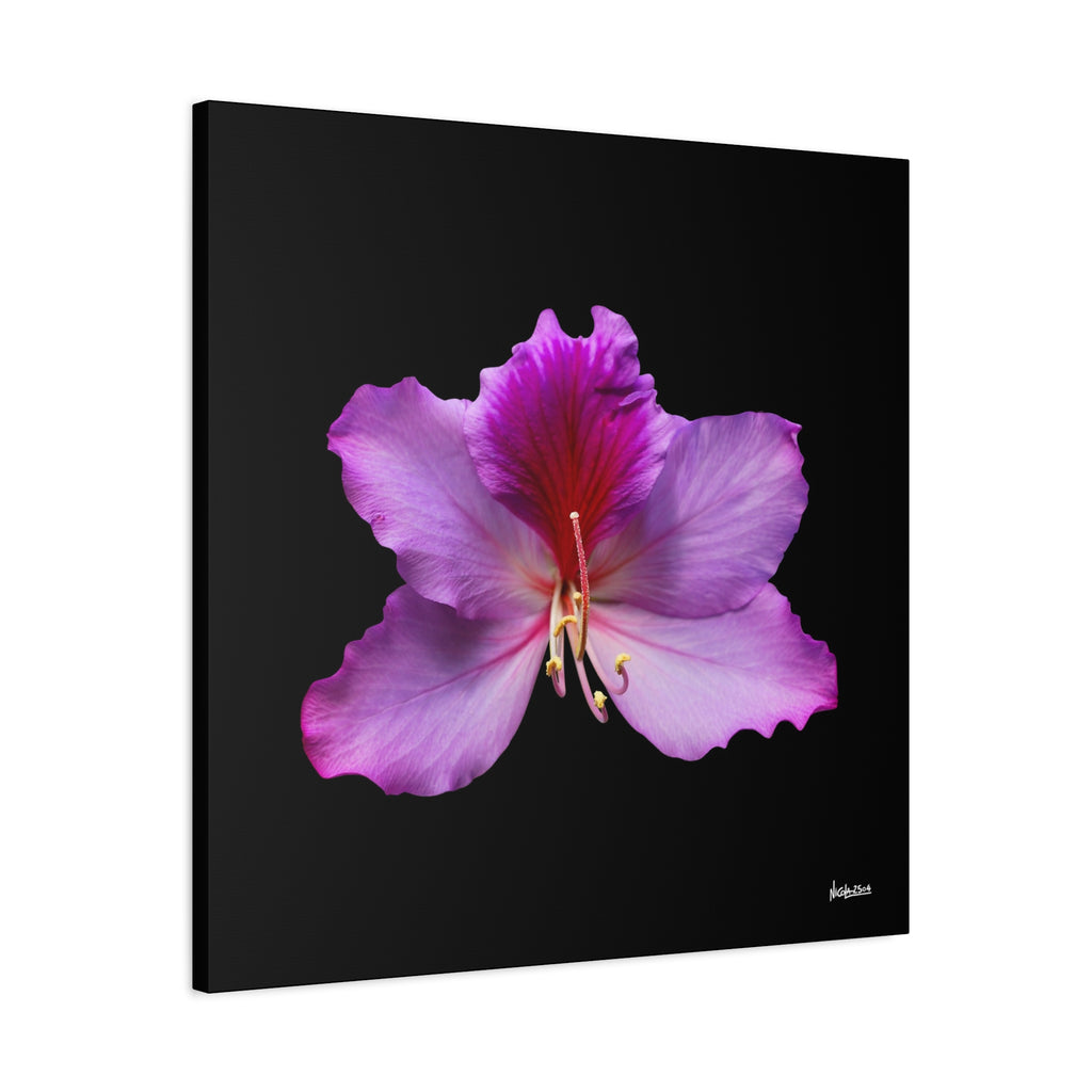 Listening Petals - 30X30