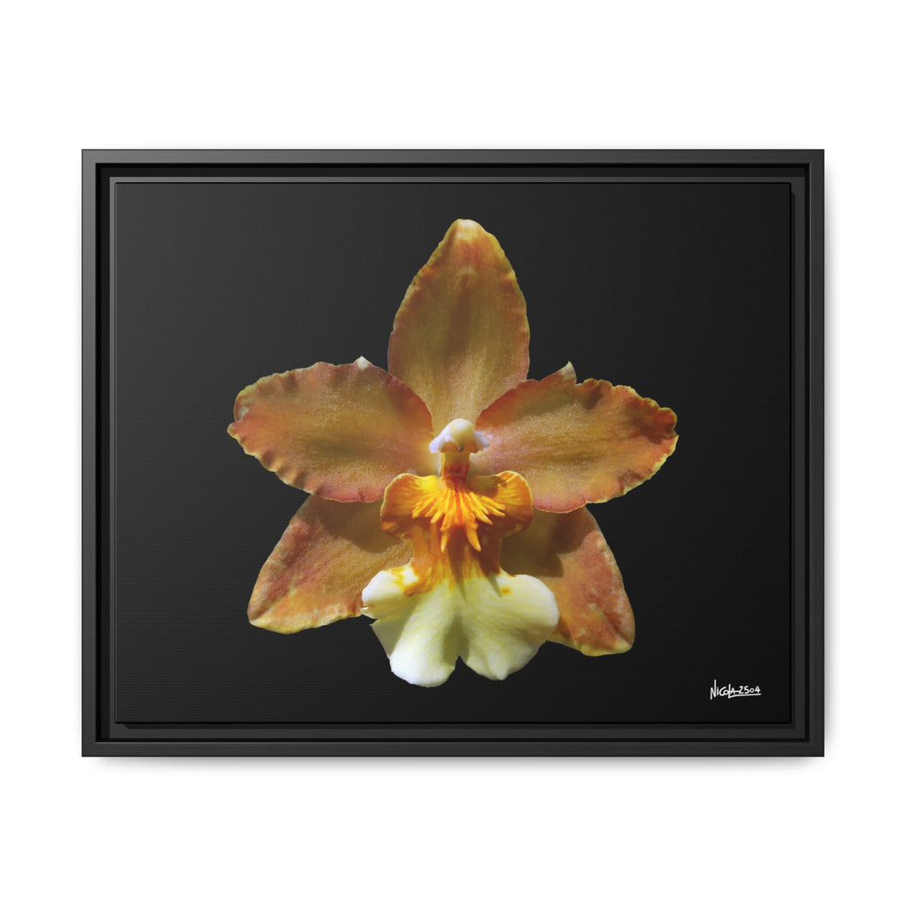 Golden Harmony Framed - 20X16