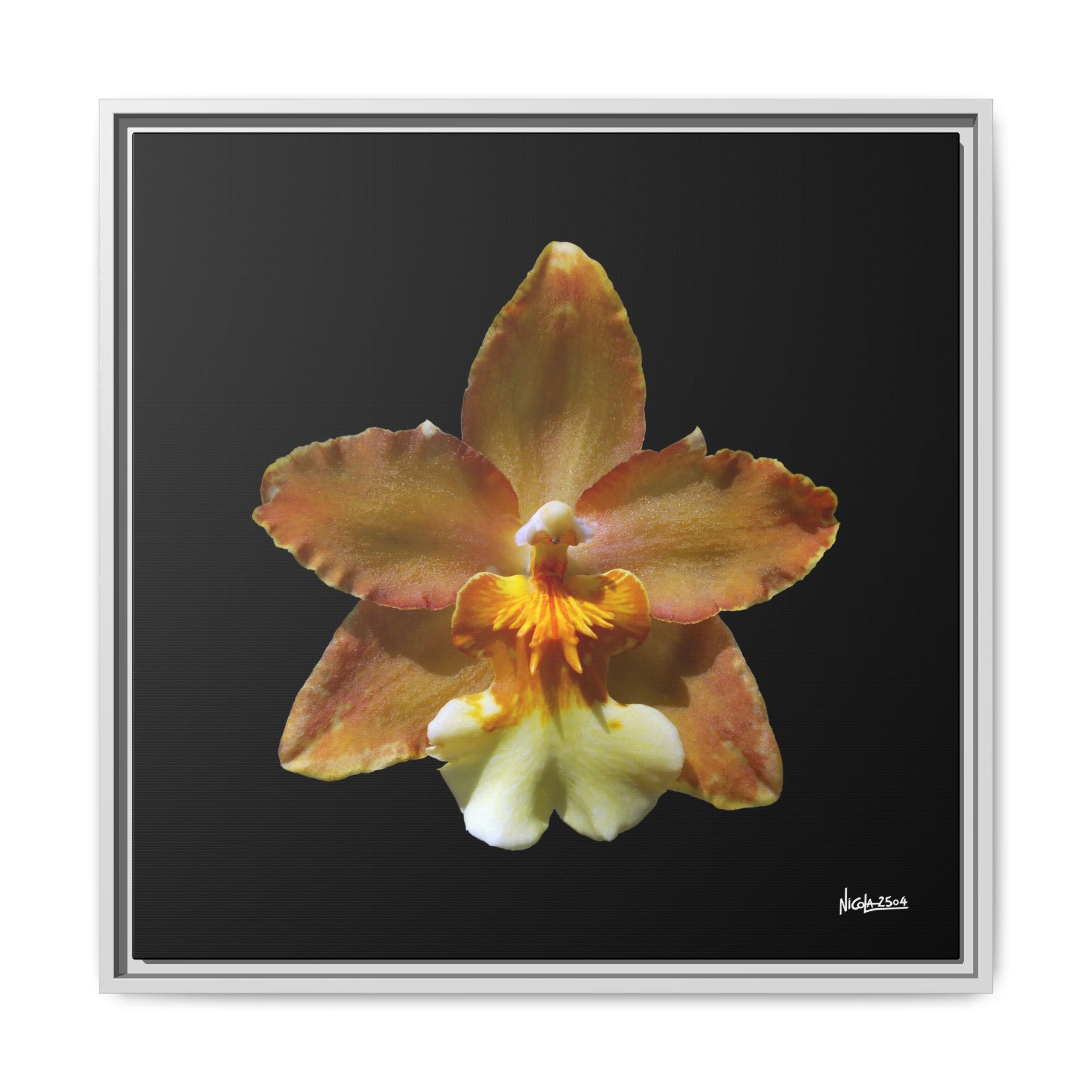 Golden Harmony Framed - 24X24