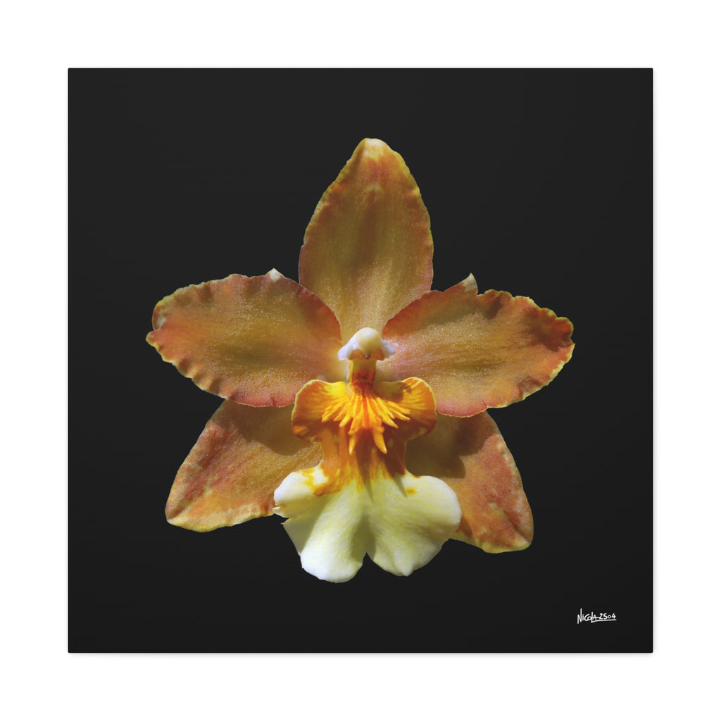 Golden Harmony - 30X30
