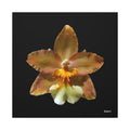 Golden Harmony - 30X30