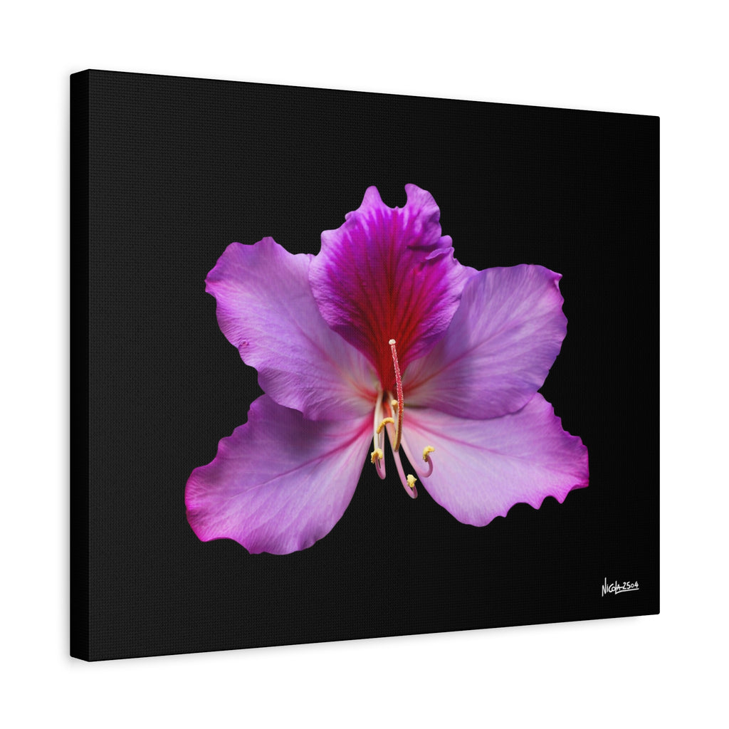 Listening Petals - 20X16